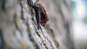 A big brown bat hangs off the bark of a cottonwood tree after being released back into the wild at Gray's Lake park on Wednesday, May 12, 2021. (Bryon Houlgrave/The Des Moines Register via AP)