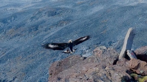 A photo taken Sept. 5, 2024, of the young golden eagle that attacked a toddler in Norway. (Francis Ari Sture/NTB Scanpix via AP)