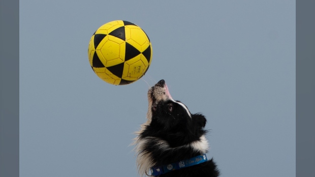 border collie named Floki