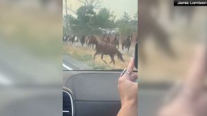 Watch: Horses hold up traffic as they flee Nevada 