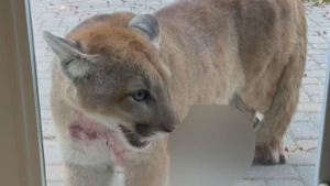 Alta. family's scary encounter with a cougar