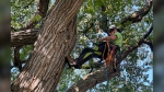 Jordyn Dyck, an arborist and competitive tree climber, is seen working on a tree in Winnipeg on Thursday, Sept. 12. Dyck has racked up an impressive number of wins, most recently at the annual Prairie Chapter Tree Climbing Championship last month in Calgary. THE CANADIAN PRESS/Steve Lambert