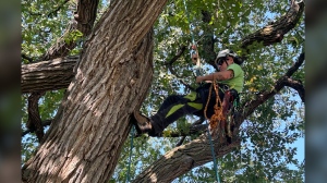 Jordyn Dyck, an arborist and competitive tree climber, is seen working on a tree in Winnipeg on Thursday, Sept. 12. Dyck has racked up an impressive number of wins, most recently at the annual Prairie Chapter Tree Climbing Championship last month in Calgary. THE CANADIAN PRESS/Steve Lambert