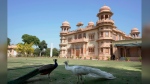 Peacocks roam on the lawn of historical building "Mohatta Palace," which was built in 1920s and has since been turned into a museum, in Karachi, Pakistan, Friday, May 24, 2024. (AP Photo/Fareed Khan)