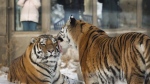 An Amur tiger licks another as visitors record the scene at the Calgary Zoo in Calgary, Alta., Thursday, Nov. 28, 2013. Zoos and aquariums around the world need to undergo an evolution from just focusing on entertainment to conservation in order to remain relevant with the public an international conference has been told.THE CANADIAN PRESS/Jeff McIntosh