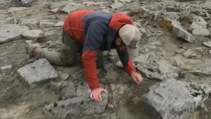 Dinosaur fossils found in B.C. mountains