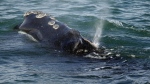 A North Atlantic right whale feeds on the surface of Cape Cod bay off the coast of Plymouth, Mass., on March 28, 2018. The federal Fisheries Department says it is aware of an endangered North Atlantic right whale that has become entangled in the Gulf of St. Lawrence. (AP Photo/Michael Dwyer, File)