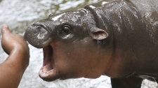 hippo Moo Deng