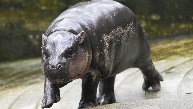 Two-month-old baby hippo Moo Deng walks at the Khao Kheow Open Zoo in Chonburi province, Thailand, Thursday, Sept. 19, 2024. (AP Photo/Sakchai Lalit)