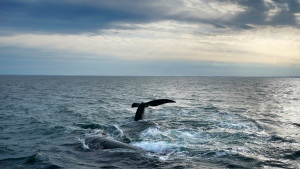 FILE - A pair of North Atlantic right whales interact at the surface of Cape Cod Bay, Monday, March 27, 2023, in Massachusetts. (AP Photo/Robert F. Bukaty, NOAA permit # 21371) 