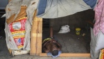 A man rests inside a makeshift shelter built inside a public school that serves as a safe place for those displaced by gang violence in Port-au-Prince, Haiti, Friday, Sept. 13, 2024. (AP Photo/Odelyn Joseph)