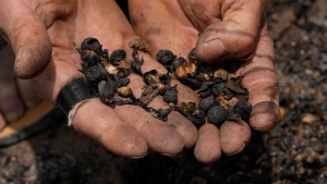 Coffee producer Joao Rodrigues Martins holds a handful of damaged coffee beans during an inspection of his plantation consumed by wildfires in a rural area of Caconde, Sao Paulo state, Brazil, Wednesday, Sept. 18, 2024. (AP Photo/Andre Penner)