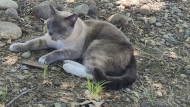 In this photograph provided by Alexandra Betts, the cat, Rayne Beau, is seen eating food provide by Betts in Roseville, Calif., in Aug. 2024. During a road trip to Yellowstone National Park in June, Rayne Beau ran away from his California owners' camper and ran into the woods. Two months and nearly 900 miles later, the cat was found by Betts back in California and was later reunited with his family. (Alexandra Betts via AP)