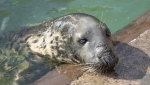 Sheba the seal at the Cornish Seal Sanctuary in Gweek, south west England. (Barry Williams/Cornish Seal Sanctuary via AP)