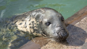 Sheba the seal at the Cornish Seal Sanctuary in Gweek, south west England. (Barry Williams/Cornish Seal Sanctuary via AP)