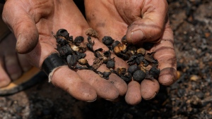 Coffee producer Joao Rodrigues Martins holds a handful of damaged coffee beans during an inspection of his plantation consumed by wildfires in a rural area of Caconde, Sao Paulo state, Brazil, Wednesday, Sept. 18, 2024. (AP Photo/Andre Penner)