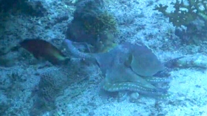 Octopuses 'punch' fish