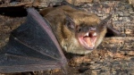 The brown bat is one of several species found in Ontario. A little brown bat is shown in this undated stock photo. (Ivan Kuzmin /Getty Images)
