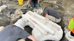 Paleontologists prepare a large dinosaur skull for excavation in northern Alberta on Wednesday, Sept. 25, 2024. (THE CANADIAN PRESS/HO-Philip J. Currie Dinosaur Museum)