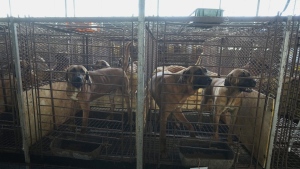 Dogs are seen in cages at a dog farm in Pyeongtaek, South Korea on June 27, 2023. (AP Photo/Ahn Young-joon, File)