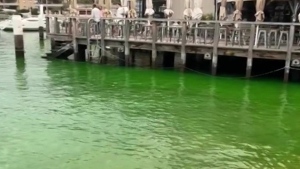 Sydney Harbour water turns bright green