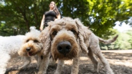 Dogs roam about in Ramsden Park in Toronto, Monday, Aug. 26, 2024. The rules around bringing dogs across the border just got a little stricter. As of Aug. 1, Canadians carrying their canines into the United States must comply with new rules that aim to shore up safety and identification. THE CANADIAN PRESS/Paige Taylor White