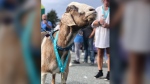 Joshua, a goat who lives at Taylor's Pumpkin Patch in Conception Bay South, N.L., is shown in a Sunday, Sept. 29, 2024, handout photo. He joined in at the T’Railway Trek half marathon race this weekend and was awarded a medal. THE CANADIAN PRESS/HO-Jeanine Scott