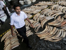 A Sri Lankan customs officer walks past seized elephant tusks at a customs warehouse in Colombo, Sri Lanka, Tuesday, May 22, 2012. Sri Lankan customs officials seized 400 tusks of African elephants at the Colombo Port from a Dubai bound transit cargo, customs officials said. (AP Photo/Eranga Jayawardena)