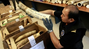 Ivory seized in Thailand